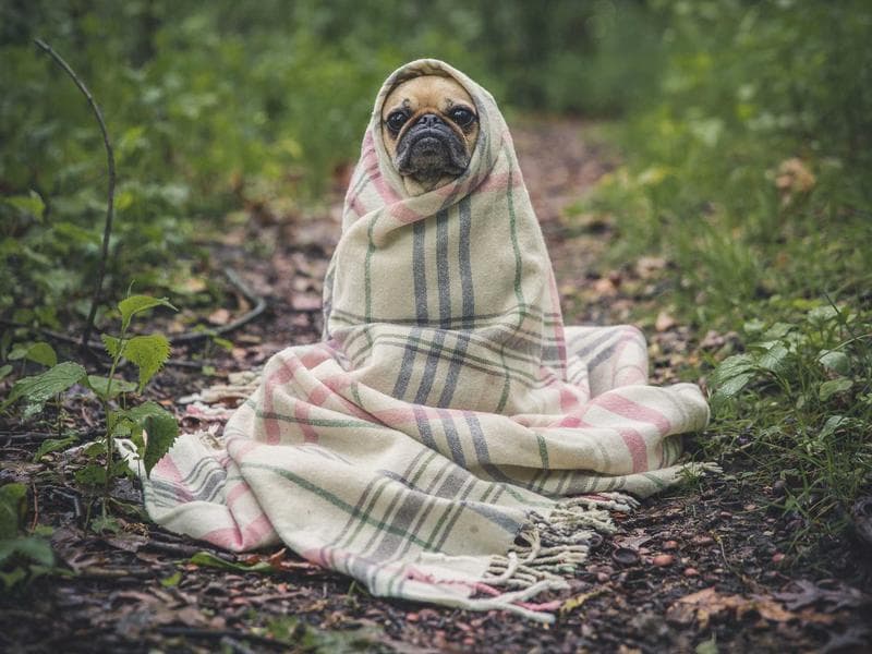 Cachorro perdido em Embaré, São Carlos